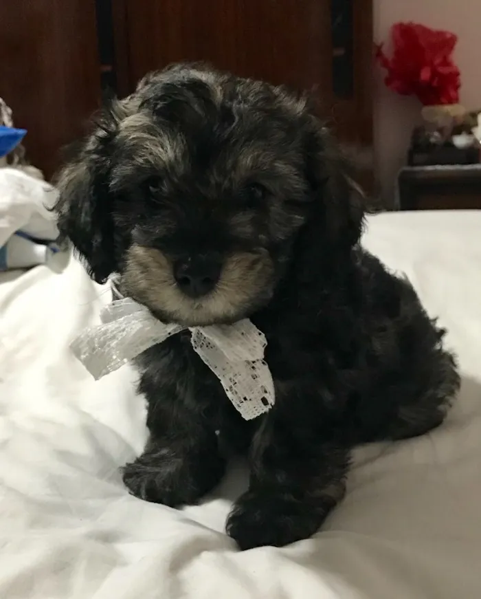 Cachorro ra a SRD idade  nome Bebes