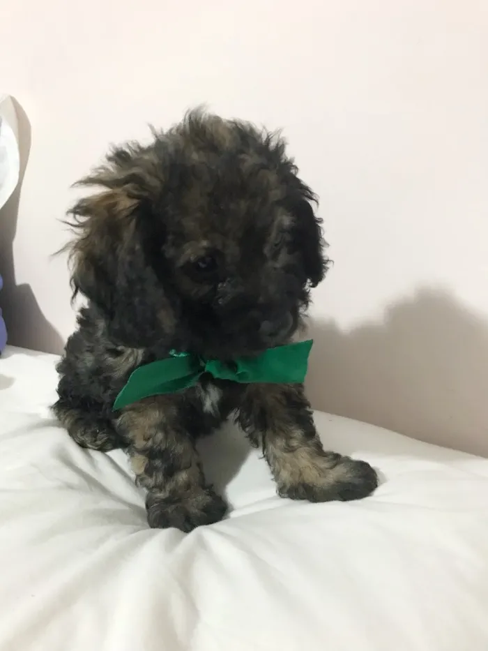 Cachorro ra a SRD idade  nome Bebes