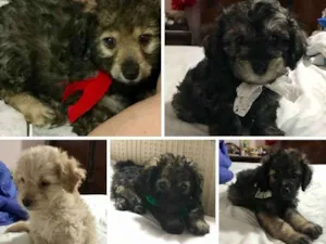 Cachorro raça SRD idade  nome Bebes