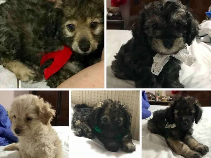 Cachorro ra a SRD idade  nome Bebes