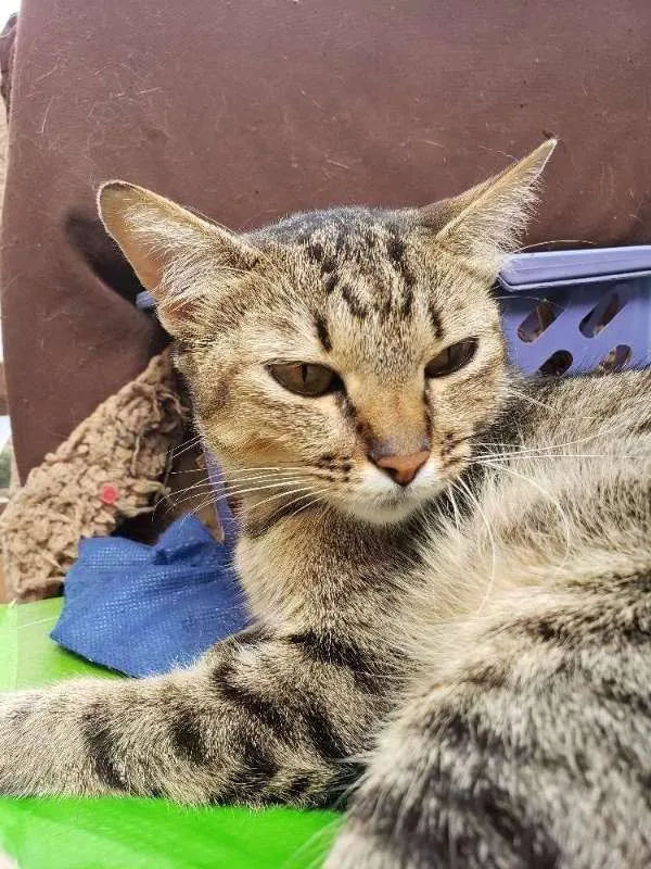Gato ra a Srd idade 1 ano nome Maira