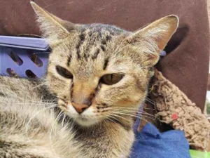 Gato raça Srd idade 1 ano nome Maira
