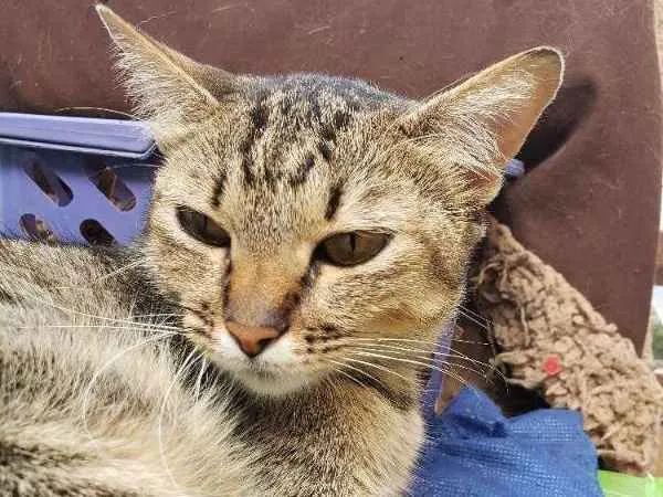 Gato ra a Srd idade 1 ano nome Maira