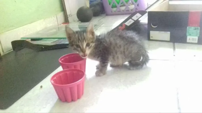 Gato ra a Vira-Lata idade Abaixo de 2 meses nome Sem nome