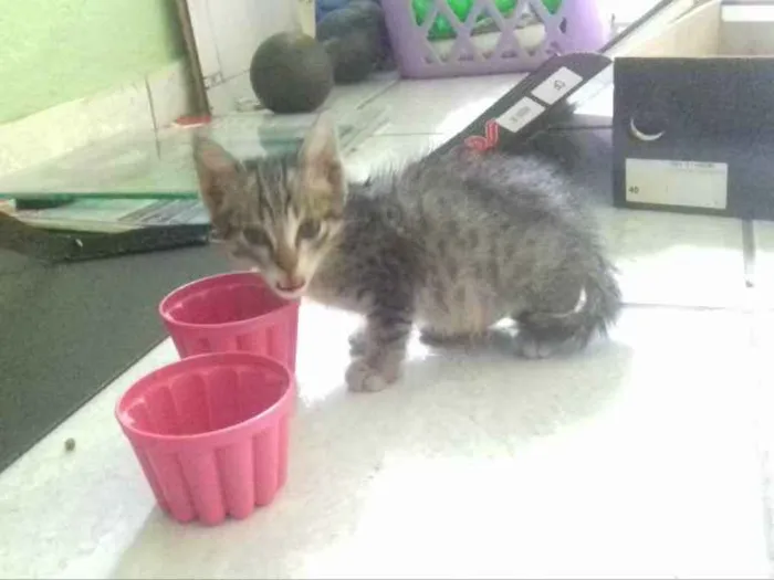 Gato ra a Vira-Lata idade Abaixo de 2 meses nome Sem nome