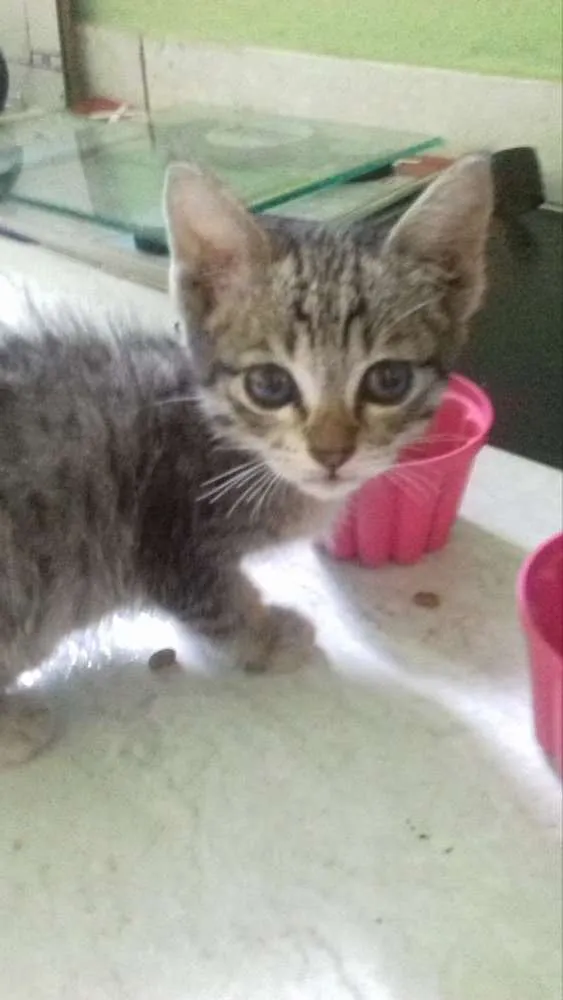 Gato ra a Vira-Lata idade Abaixo de 2 meses nome Sem nome