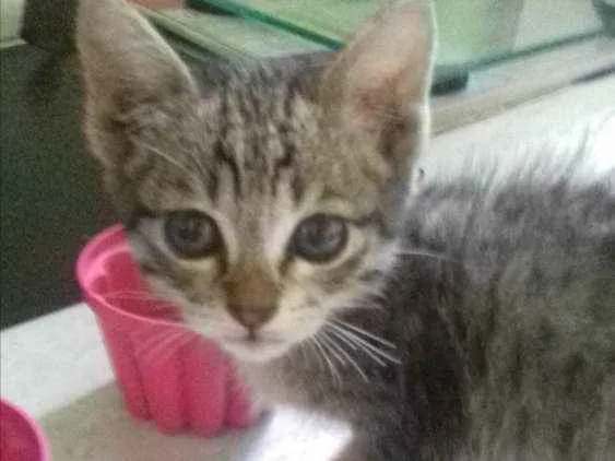 Gato ra a Vira-Lata idade Abaixo de 2 meses nome Sem nome