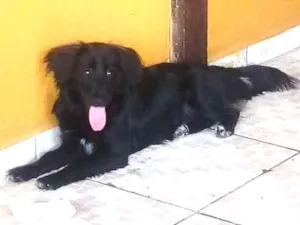 Cachorro raça Vira lat idade 2 a 6 meses nome Dian