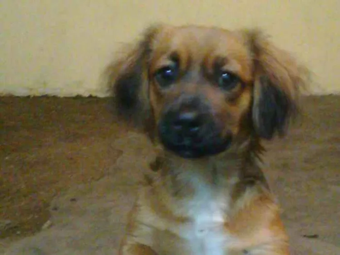 Cachorro ra a Basse idade 4 anos nome Belinha