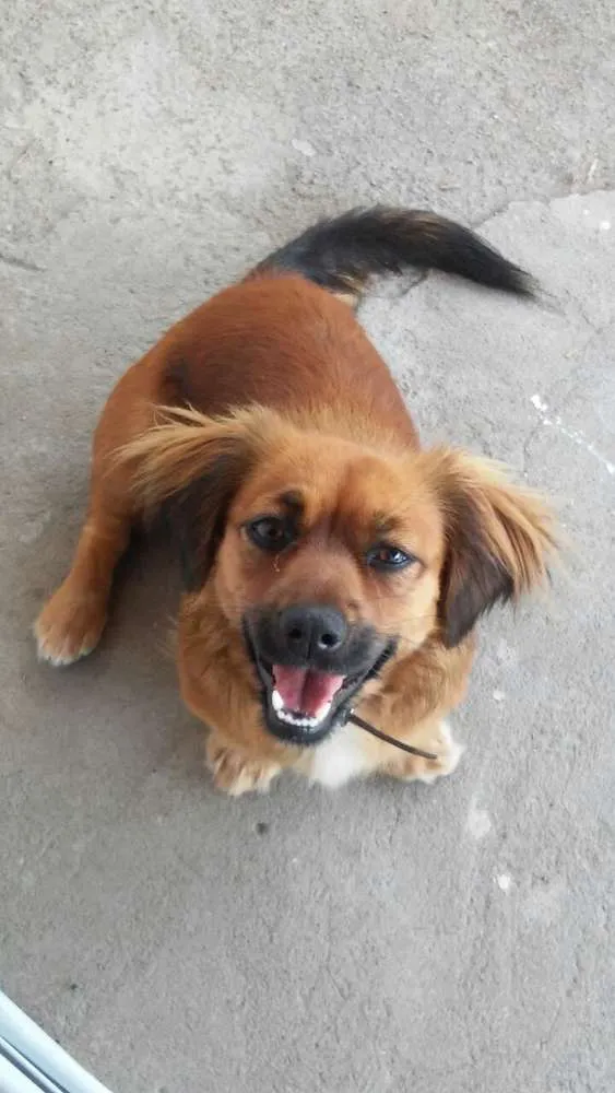 Cachorro ra a Basse idade 4 anos nome Belinha