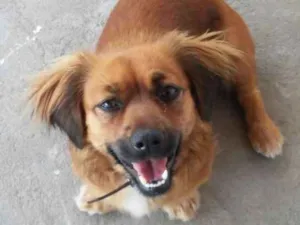 Cachorro raça Basse idade 4 anos nome Belinha