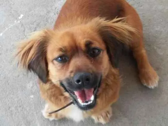 Cachorro ra a Basse idade 4 anos nome Belinha