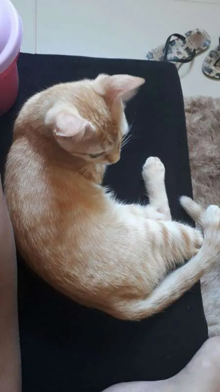 Gato ra a  idade 2 a 6 meses nome Xuxuzina