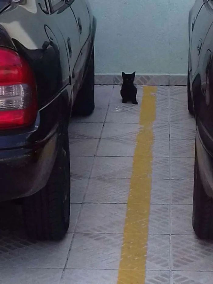 Gato ra a Srd idade 2 a 6 meses nome Sem nome