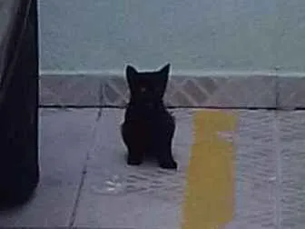 Gato ra a Srd idade 2 a 6 meses nome Sem nome