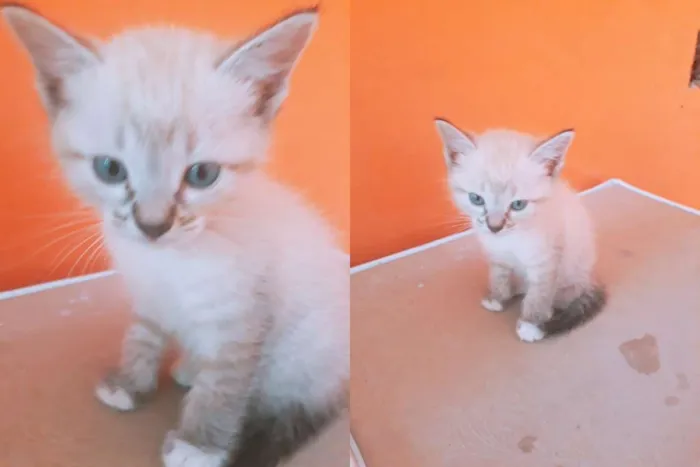 Gato ra a A mãe é peluda  idade Abaixo de 2 meses nome Não possui um nome a