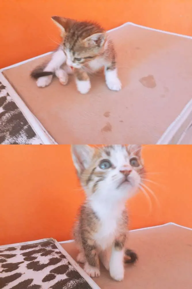 Gato ra a A mãe é peluda  idade Abaixo de 2 meses nome Não possui um nome a