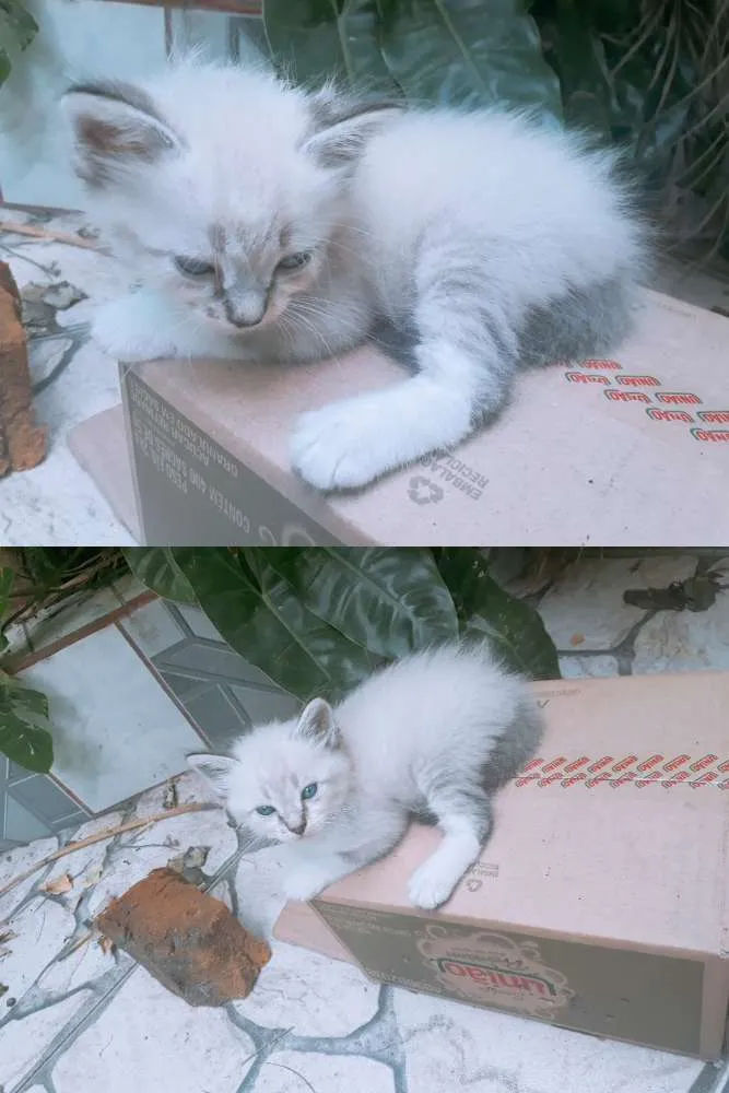Gato ra a A mãe é peluda  idade Abaixo de 2 meses nome Não possui um nome a