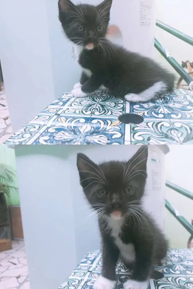 Gato ra a A mãe é peluda  idade Abaixo de 2 meses nome Não possui um nome a