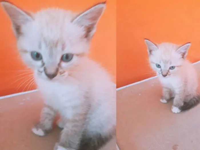 Gato ra a A mãe é peluda  idade Abaixo de 2 meses nome Não possui um nome a
