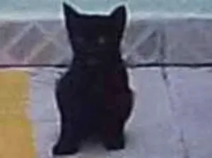 Gato raça Srd idade 2 a 6 meses nome Sem nome