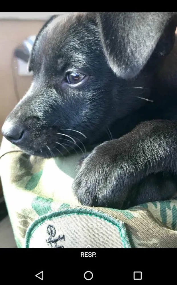 Cachorro ra a srd idade  nome não tem