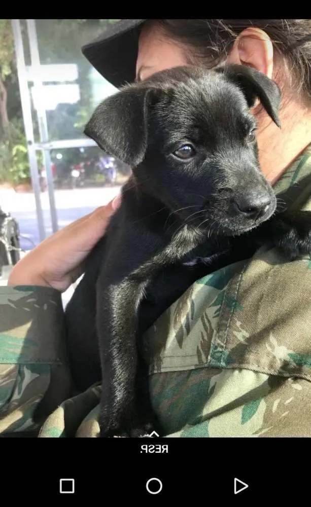 Cachorro ra a srd idade  nome não tem