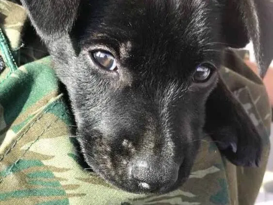 Cachorro ra a srd idade  nome não tem