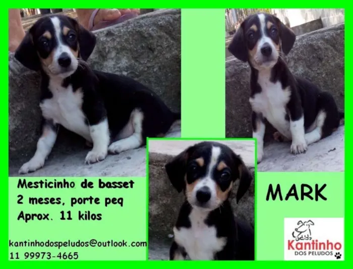 Cachorro ra a  idade 2 a 6 meses nome Mark Bebezinho