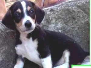 Cachorro raça  idade 2 a 6 meses nome Mark Bebezinho