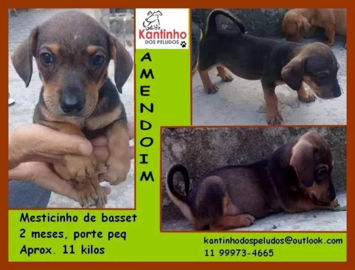 Cachorro ra a  idade 2 a 6 meses nome Amendoim Bebezinho