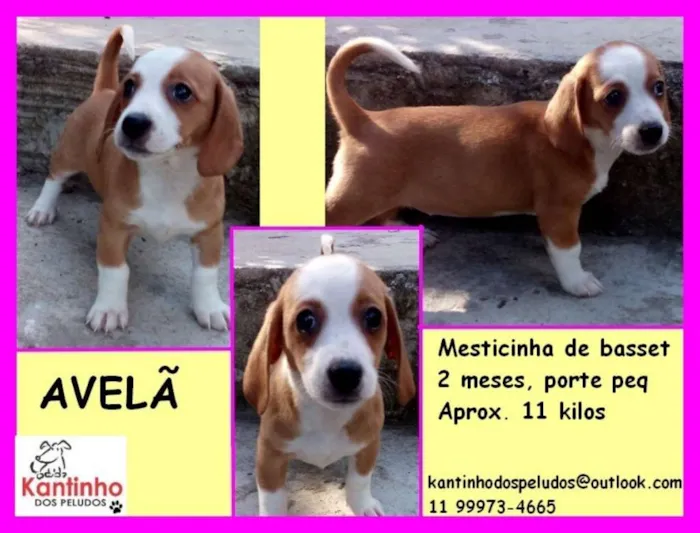 Cachorro ra a  idade 2 a 6 meses nome Avelã Bebezinha