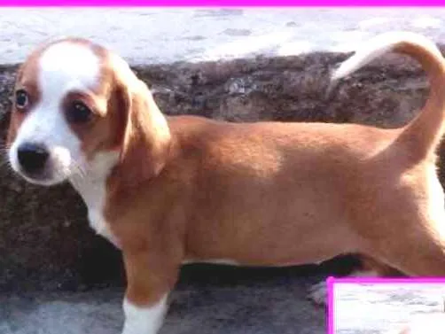 Cachorro ra a  idade 2 a 6 meses nome Avelã Bebezinha