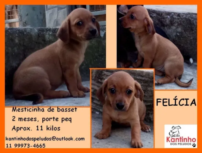 Cachorro ra a  idade 2 a 6 meses nome Felícia Bebezinha