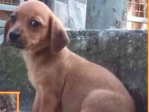 Cachorro ra a  idade 2 a 6 meses nome Felícia Bebezinha