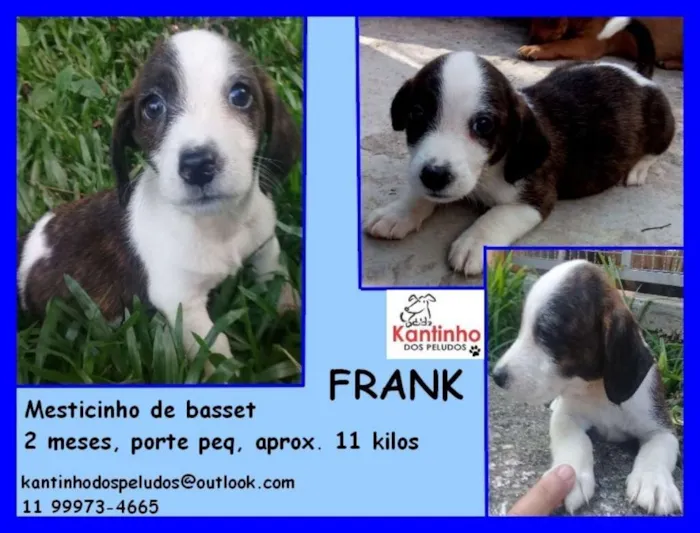 Cachorro ra a  idade 2 a 6 meses nome Frank Bebezinho