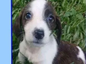 Cachorro raça  idade 2 a 6 meses nome Frank Bebezinho