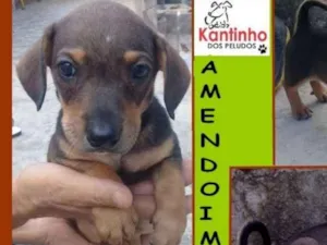 Cachorro raça  idade 2 a 6 meses nome Amendoim Bebezinho