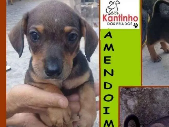 Cachorro ra a  idade 2 a 6 meses nome Amendoim Bebezinho