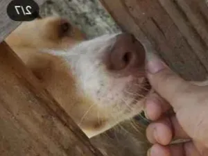 Cachorro raça Viralata idade 1 ano nome Mimi