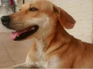 Cachorro raça Viralata idade 4 anos nome Morena