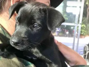 Cachorro raça srd idade  nome não tem