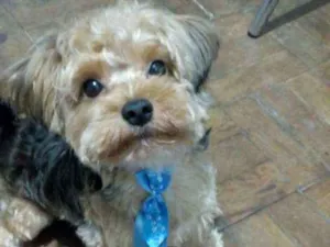 Cachorro raça Yorkshire idade 1 ano nome Fred