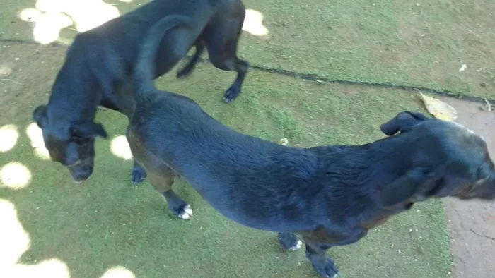 Cachorro ra a SRD idade 2 a 6 meses nome Leão & Lobinho