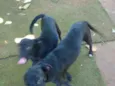 Leão & Lobinho