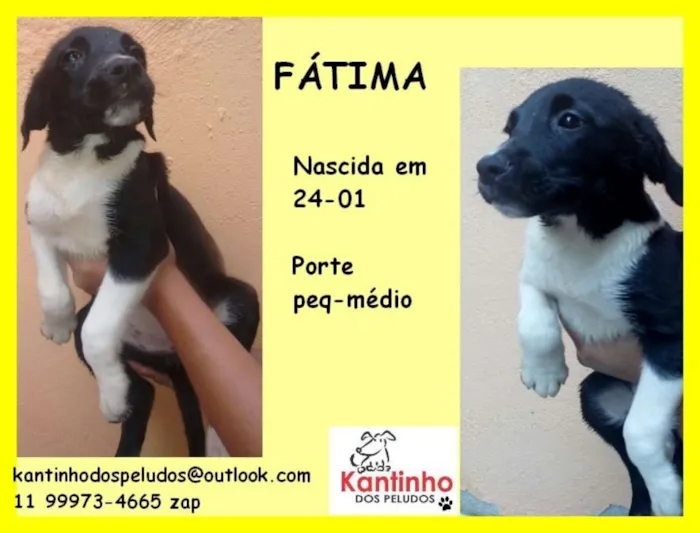 Cachorro ra a  idade 2 a 6 meses nome Fátima Bebezinha