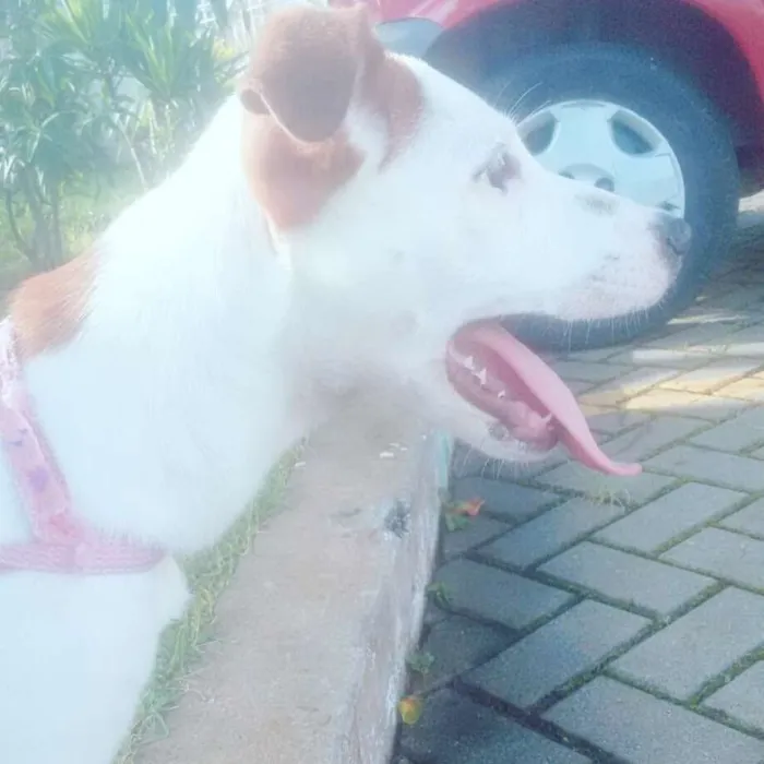 Cachorro ra a Vira lata idade 2 a 6 meses nome Meg