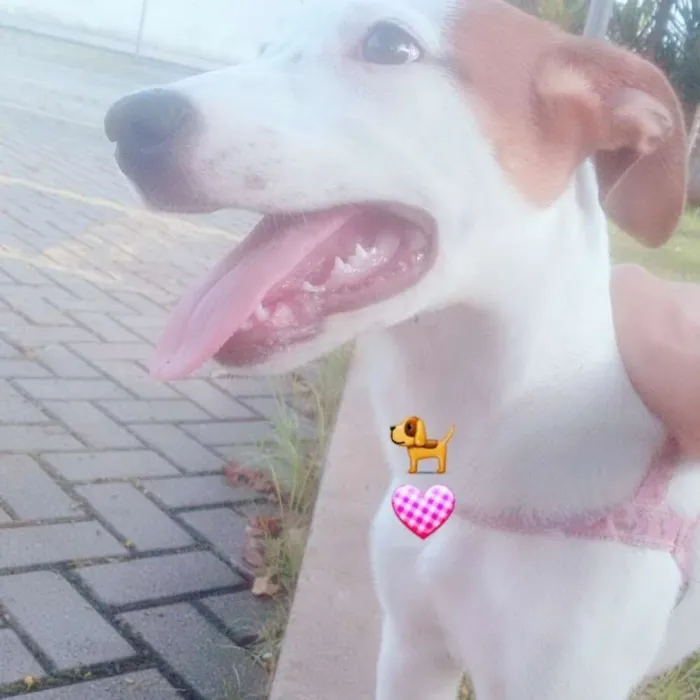 Cachorro ra a Vira lata idade 2 a 6 meses nome Meg