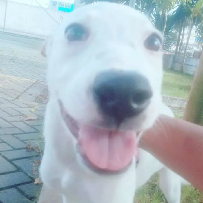 Cachorro ra a Vira lata idade 2 a 6 meses nome Meg