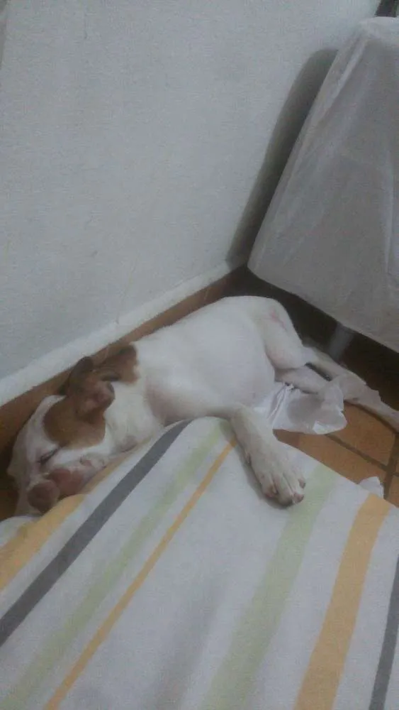 Cachorro ra a Vira lata idade 2 a 6 meses nome Meg